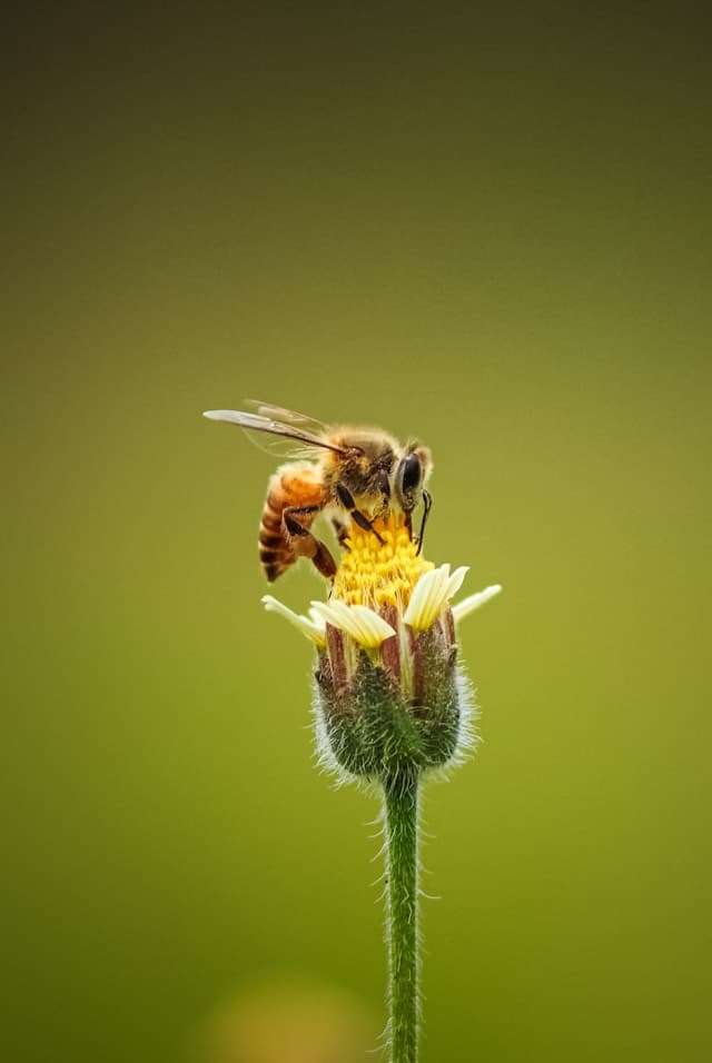 Macro close-up of a honeybee pollinating a flower